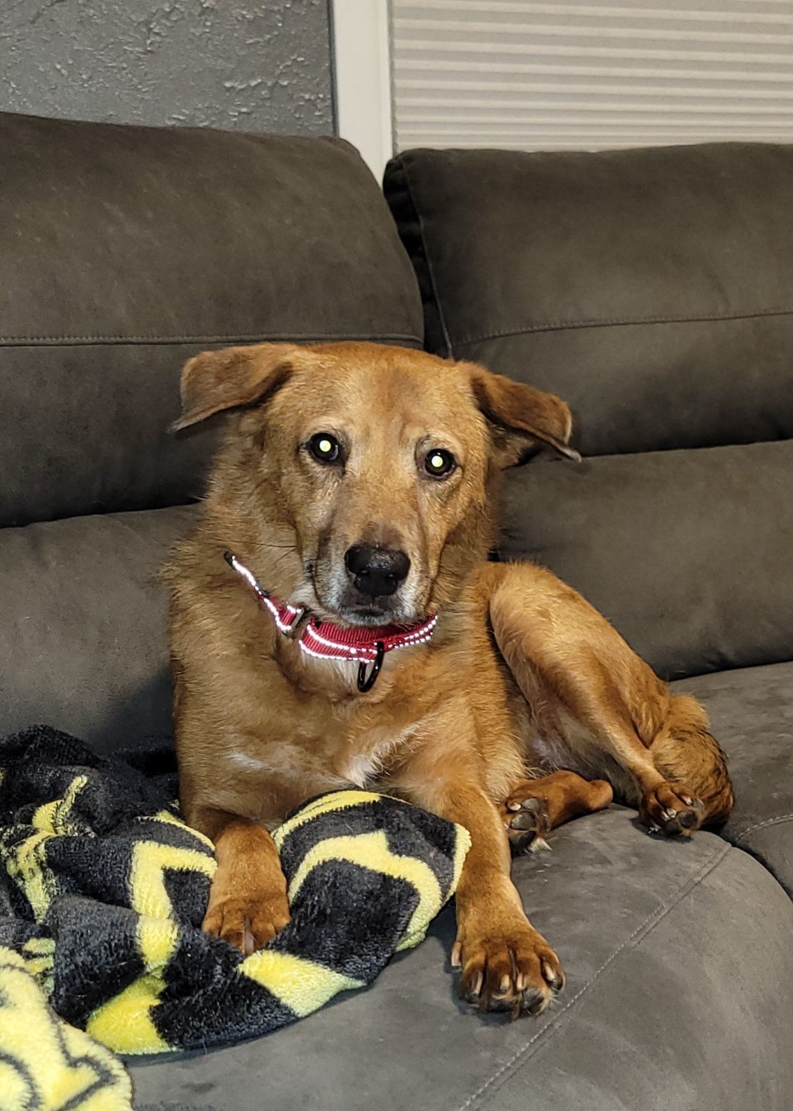 Juliette, an adoptable Labrador Retriever in Cedar Rapids, IA, 52405 | Photo Image 1