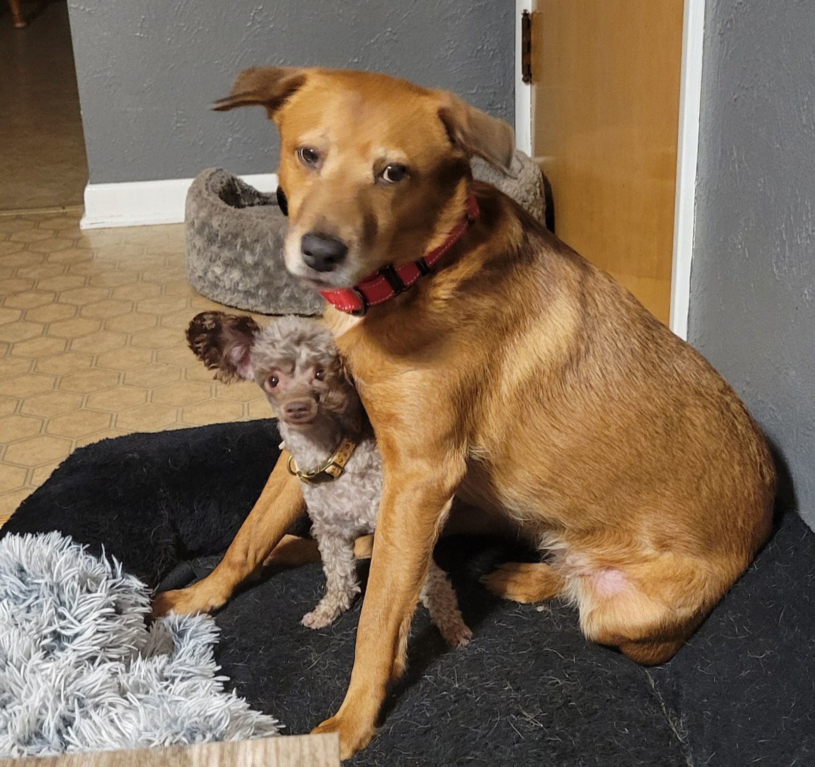 Juliette, an adoptable Labrador Retriever in Cedar Rapids, IA, 52405 | Photo Image 2