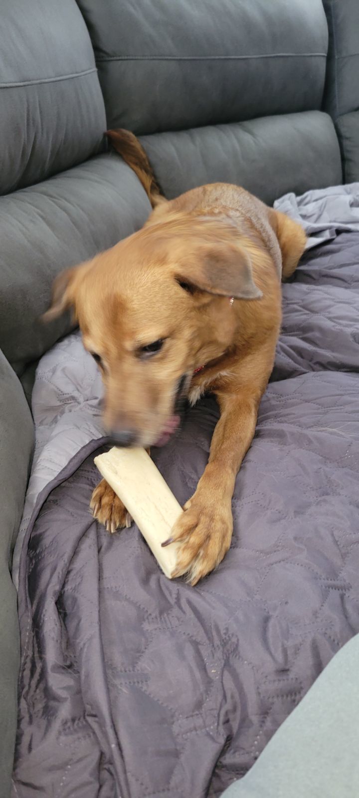 Juliette, an adoptable Labrador Retriever in Cedar Rapids, IA, 52405 | Photo Image 3