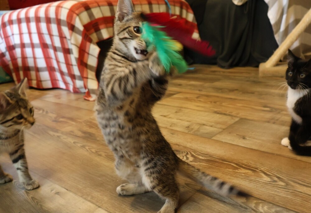 Archer, an adoptable Domestic Short Hair in Lebanon, OR, 97355 | Photo Image 1