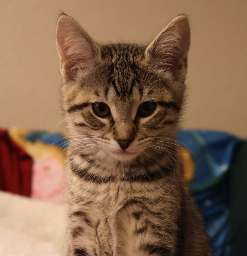 Archer, an adoptable Domestic Short Hair in Lebanon, OR, 97355 | Photo Image 2
