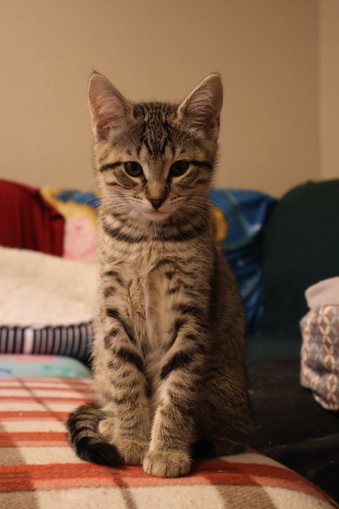 Archer, an adoptable Domestic Short Hair in Lebanon, OR, 97355 | Photo Image 3