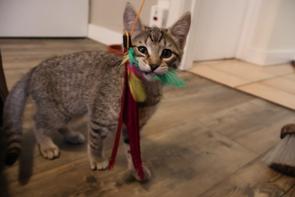 Archer, an adoptable Domestic Short Hair in Lebanon, OR, 97355 | Photo Image 4