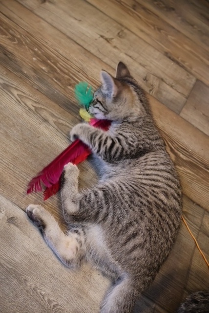 Archer, an adoptable Domestic Short Hair in Lebanon, OR, 97355 | Photo Image 5