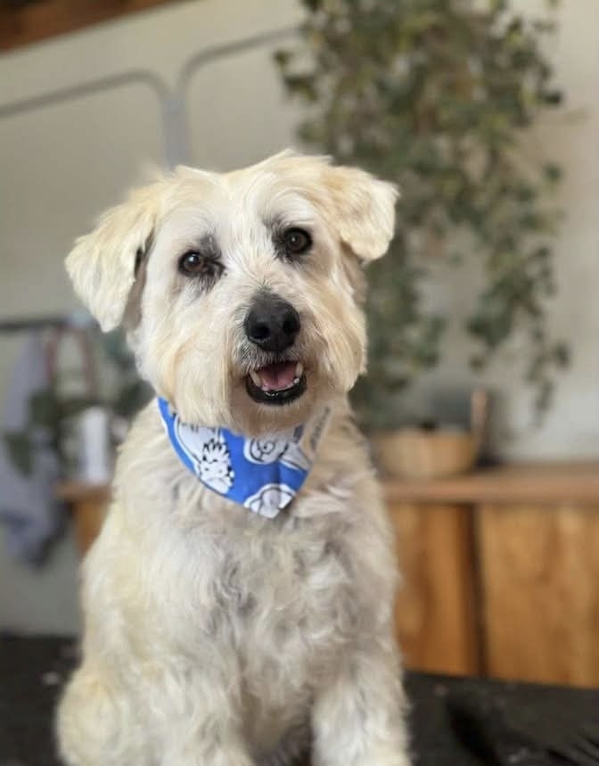 Dusty, an adoptable Schnauzer, Poodle in Tucson, AZ, 85711 | Photo Image 1