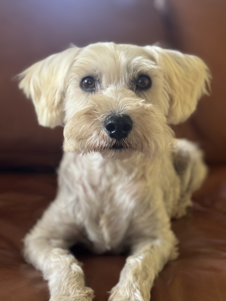 Dusty, an adoptable Schnauzer, Poodle in Tucson, AZ, 85711 | Photo Image 1