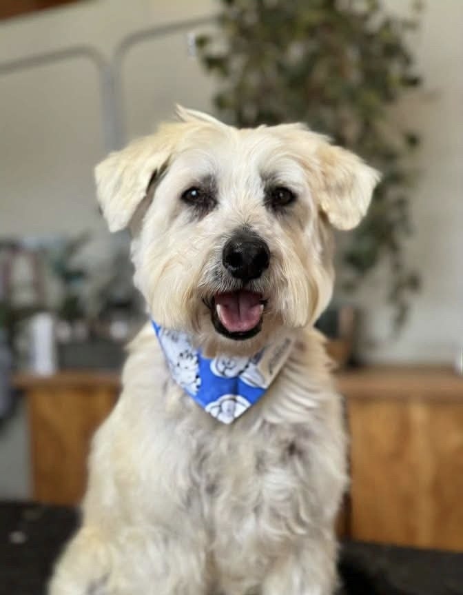 Dusty, an adoptable Schnauzer, Poodle in Tucson, AZ, 85711 | Photo Image 2