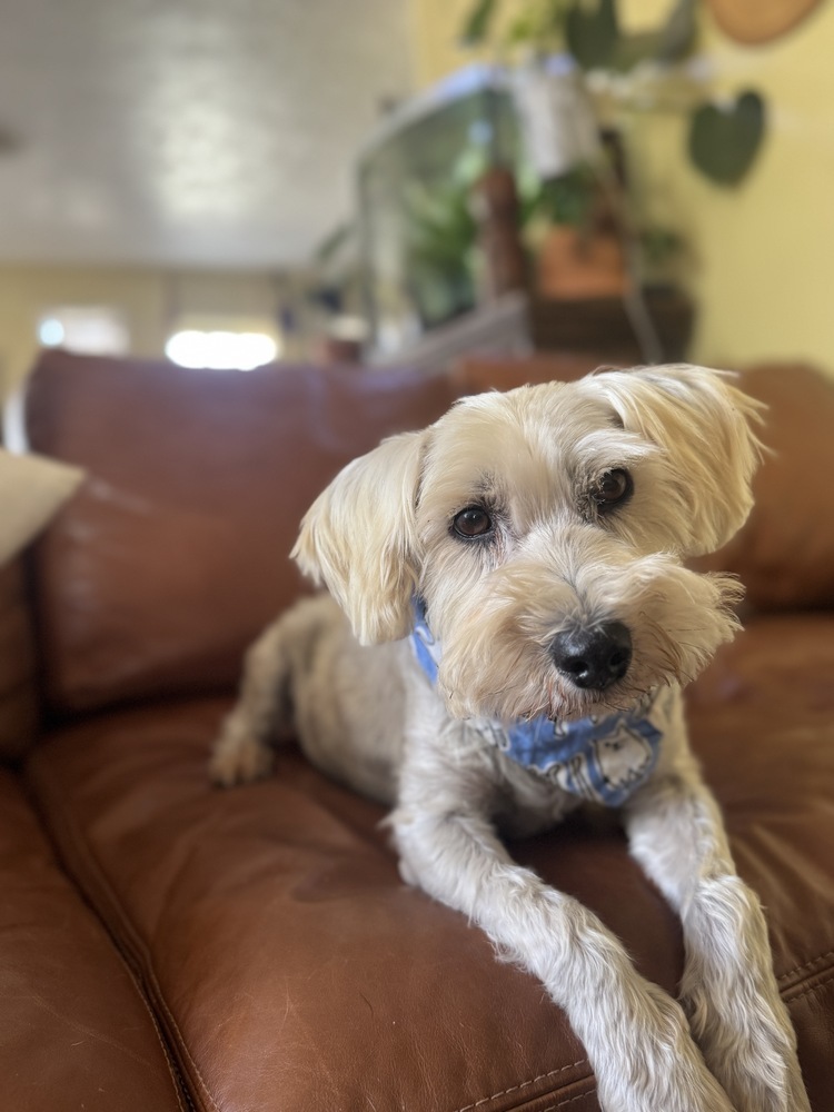 Dusty, an adoptable Schnauzer, Poodle in Tucson, AZ, 85711 | Photo Image 2
