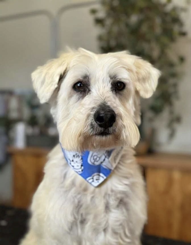 Dusty, an adoptable Schnauzer, Poodle in Tucson, AZ, 85711 | Photo Image 3