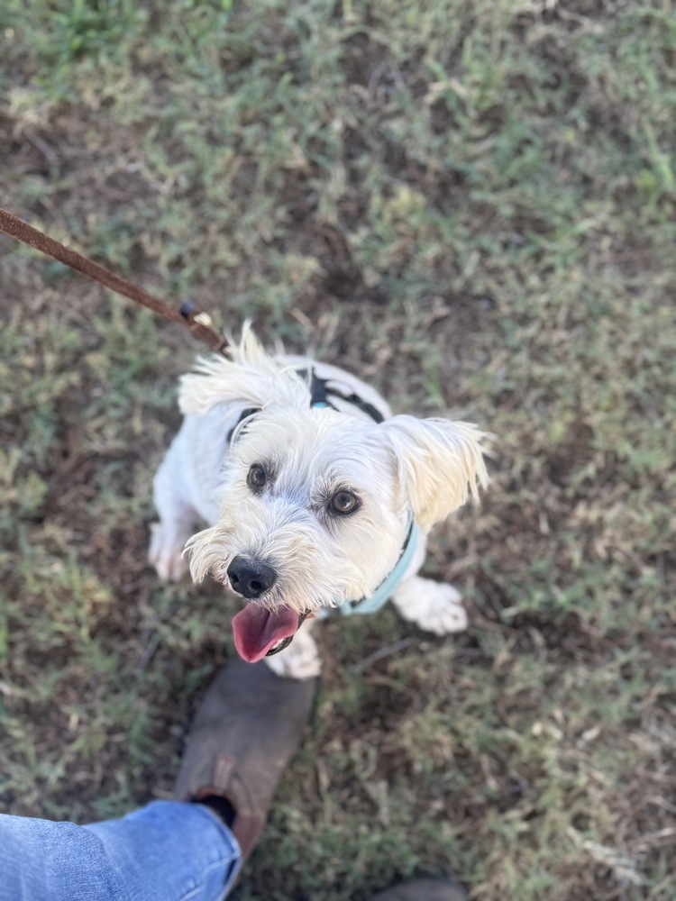 Dusty, an adoptable Schnauzer, Poodle in Tucson, AZ, 85711 | Photo Image 3