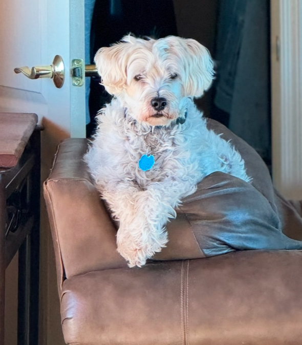 Dusty, an adoptable Schnauzer, Poodle in Tucson, AZ, 85711 | Photo Image 4