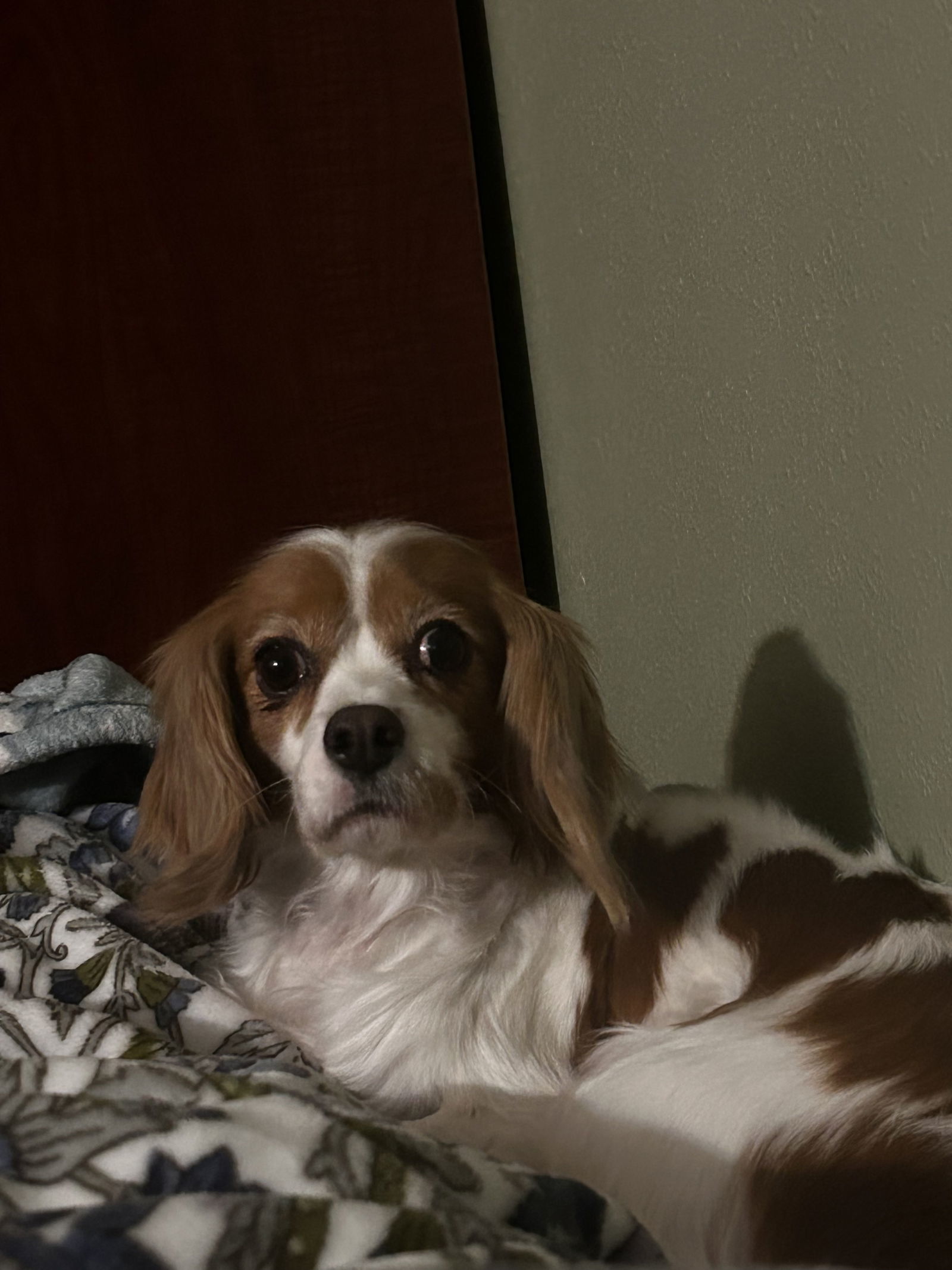 Ruby, an adoptable Cavalier King Charles Spaniel in Brandon, SD, 57005 | Photo Image 1