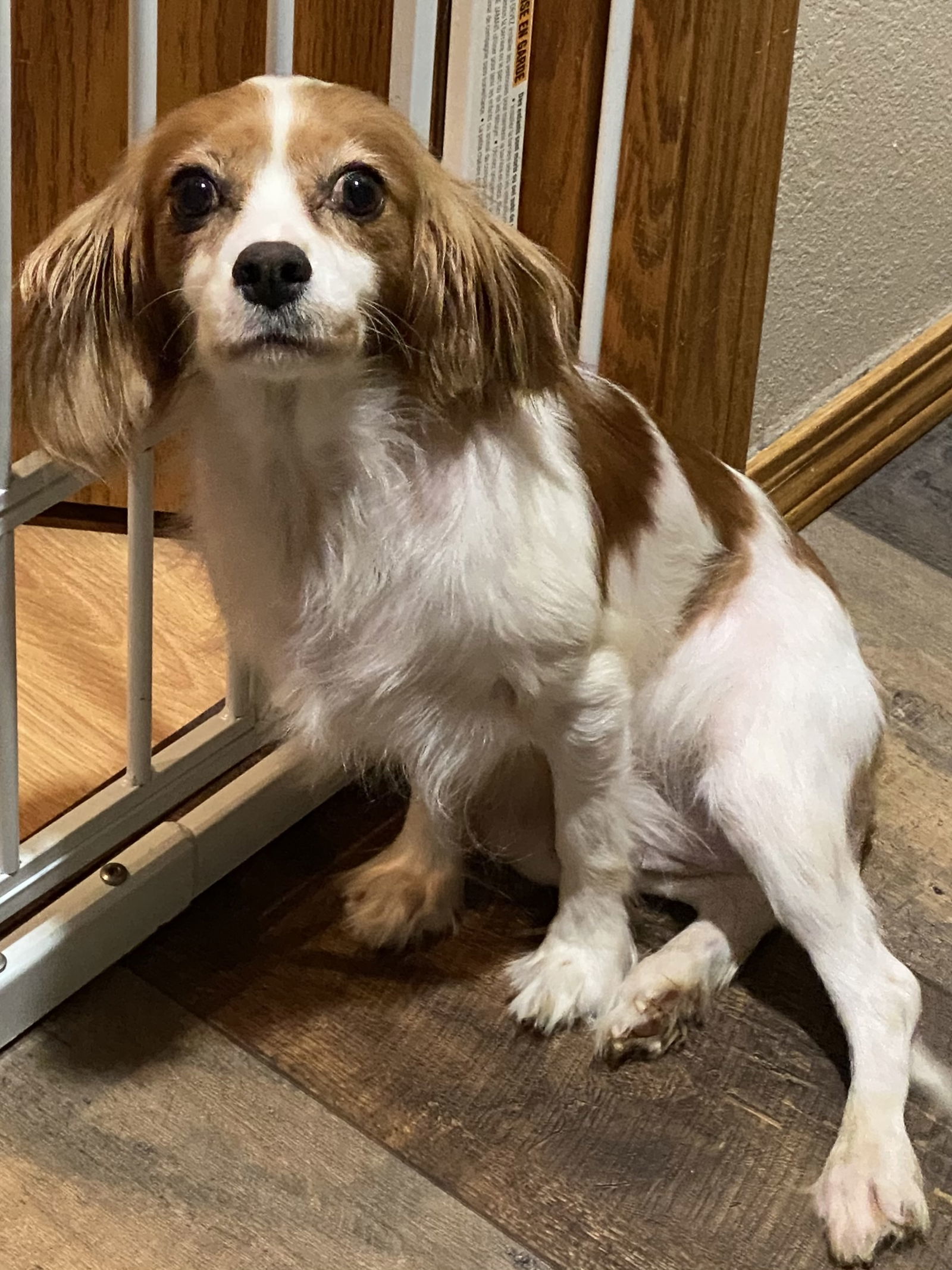 Ruby, an adoptable Cavalier King Charles Spaniel in Brandon, SD, 57005 | Photo Image 2