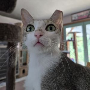 When Kat settles into a new home and gets comfortable she can be the sweetest love bug who will sit