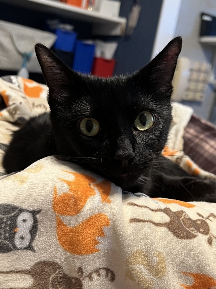 Lovebug, an adoptable Domestic Short Hair in Lafayette, CO, 80026 | Photo Image 1