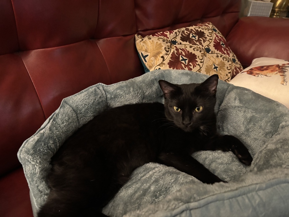 Lovebug, an adoptable Domestic Short Hair in Lafayette, CO, 80026 | Photo Image 5