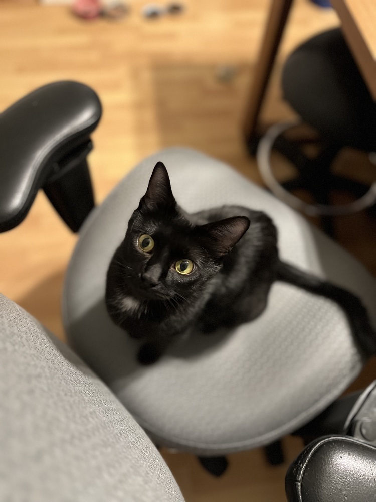 Lovebug, an adoptable Domestic Short Hair in Lafayette, CO, 80026 | Photo Image 6