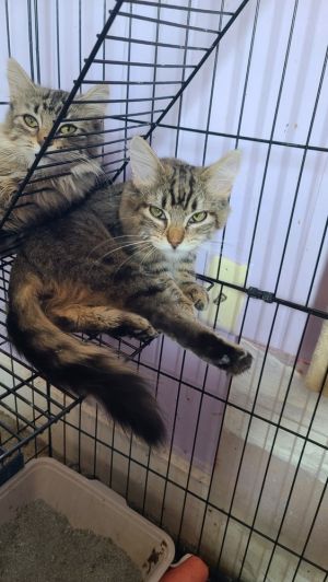 Thumper, Young Male Domestic Medium Hair