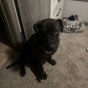 ELVIS Mastiff Dog