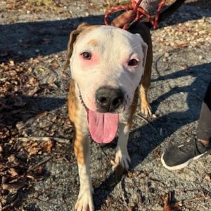 PONCHO Mixed Breed Dog