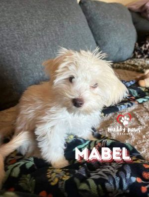 Mabel - No Longer Accepting Applications