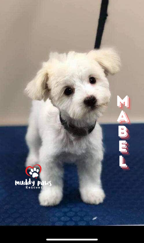 Mabel - No Longer Accepting Applications