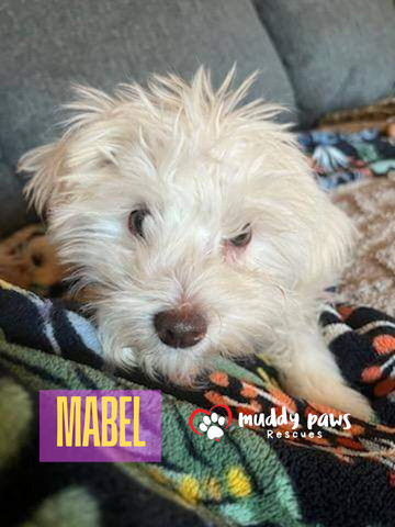 Mabel - No Longer Accepting Applications