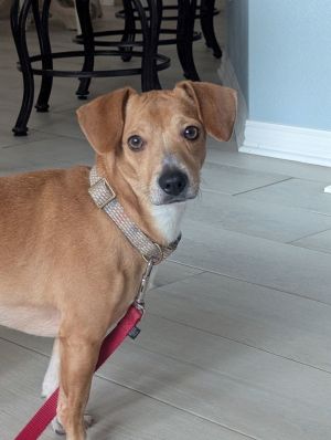 Mojo, Young Male Dachshund