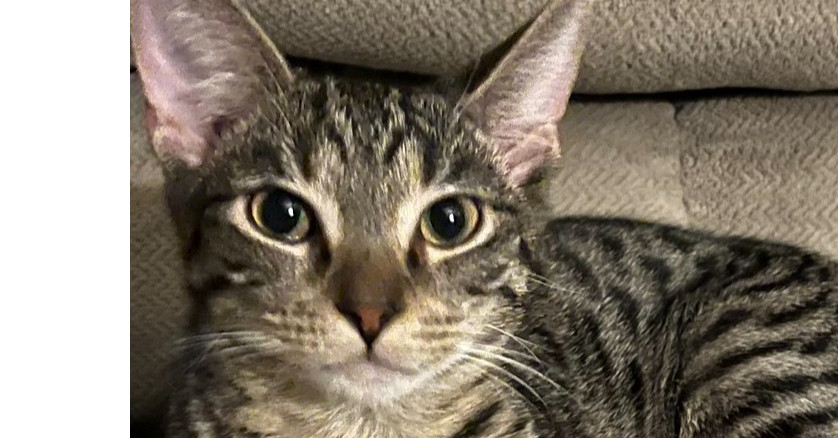 Finn