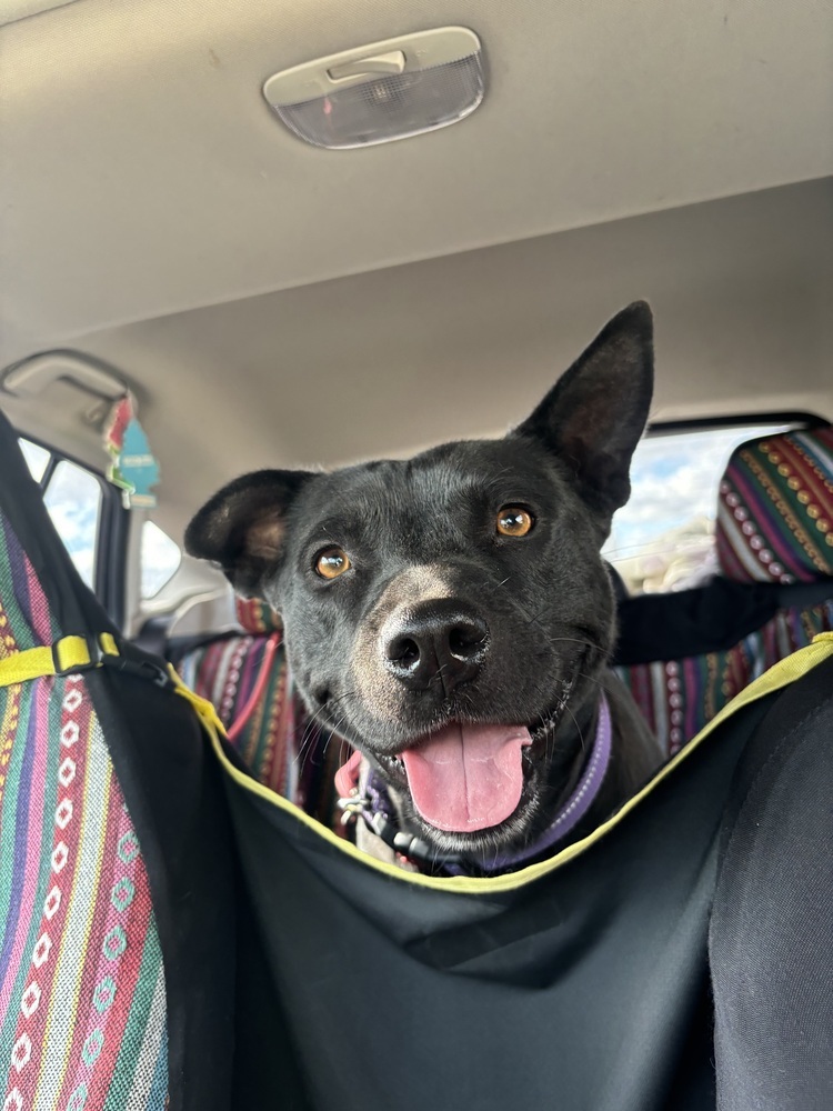 Baby, an adoptable Mixed Breed in Rapid City, SD, 57702 | Photo Image 1