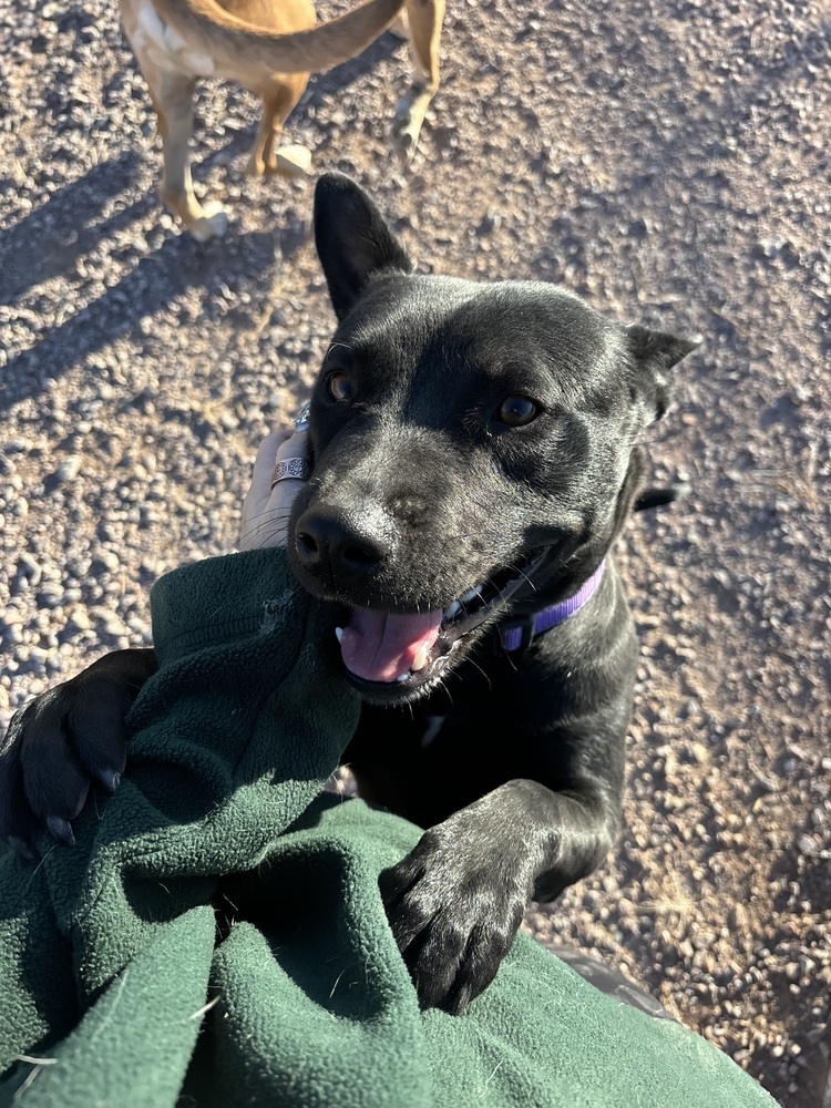 Baby, an adoptable Mixed Breed in Rapid City, SD, 57702 | Photo Image 2