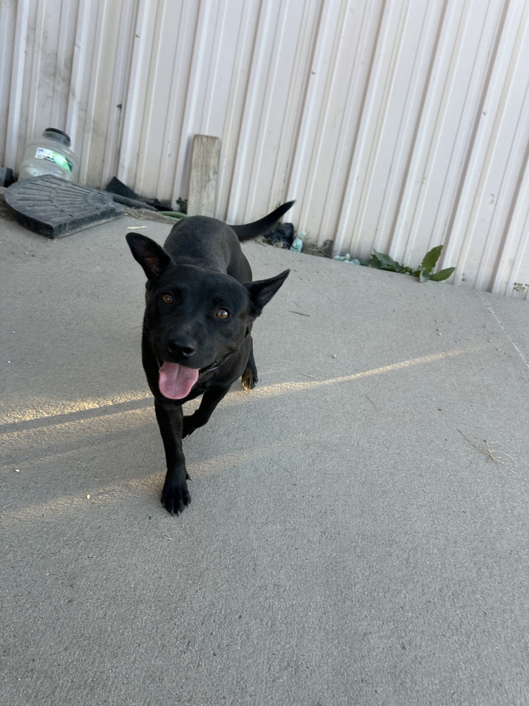 Baby, an adoptable Mixed Breed in Rapid City, SD, 57702 | Photo Image 3