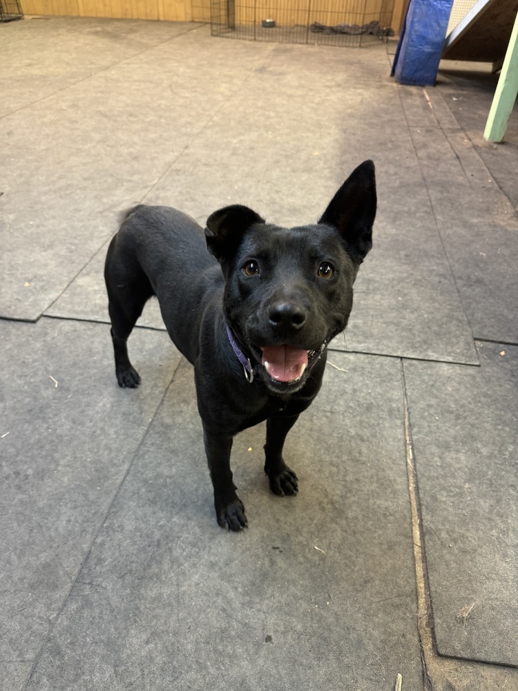 Baby, an adoptable Mixed Breed in Rapid City, SD, 57702 | Photo Image 5