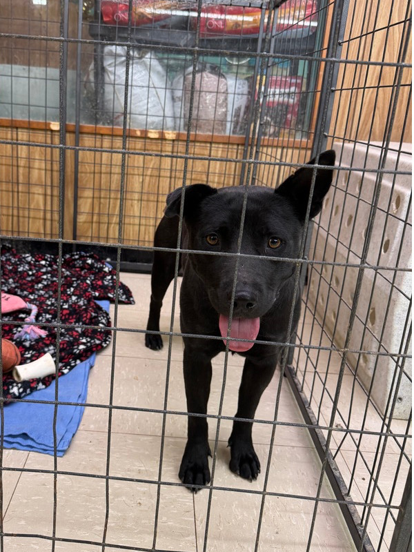 Baby, an adoptable Mixed Breed in Rapid City, SD, 57702 | Photo Image 6