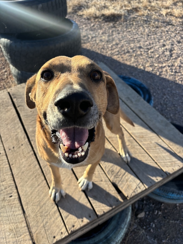 Frank, an adoptable Hound in Rapid City, SD, 57702 | Photo Image 3