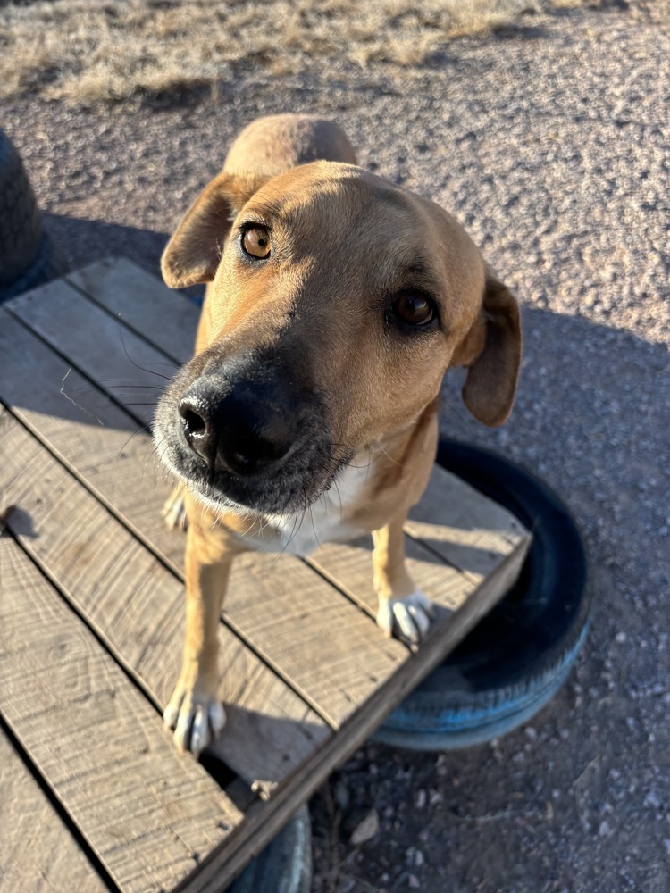 Frank, an adoptable Hound in Rapid City, SD, 57702 | Photo Image 4