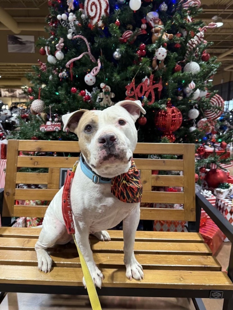 Jimmy, an adoptable Staffordshire Bull Terrier in Rapid City, SD, 57702 | Photo Image 1