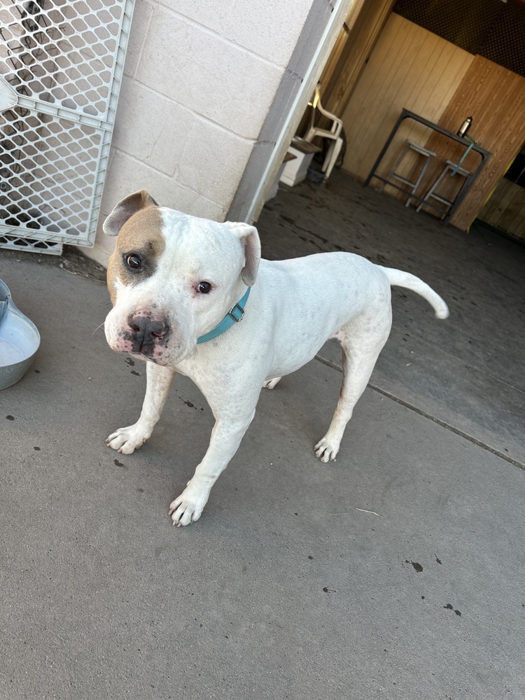 Jimmy, an adoptable Staffordshire Bull Terrier in Rapid City, SD, 57702 | Photo Image 2