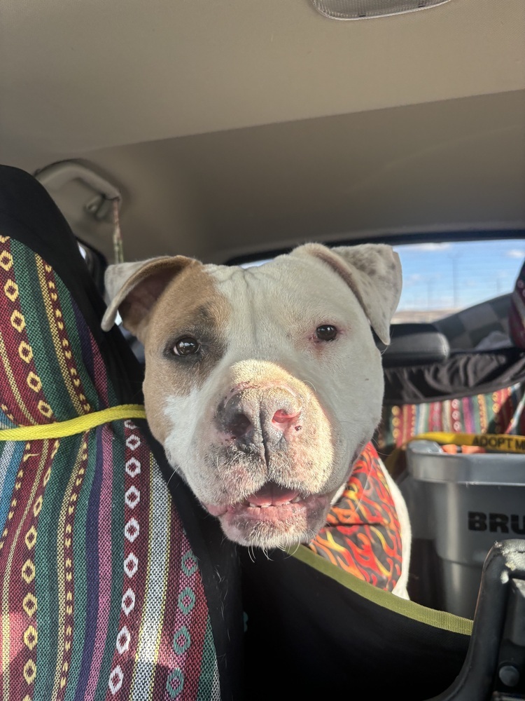 Jimmy, an adoptable Staffordshire Bull Terrier in Rapid City, SD, 57702 | Photo Image 3