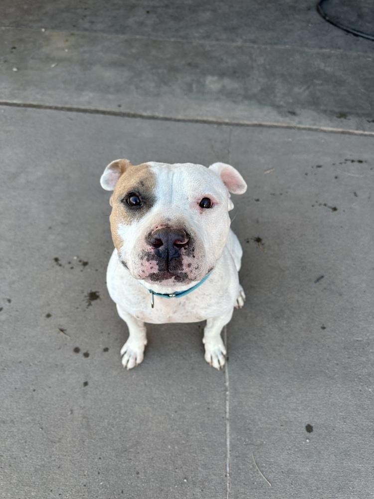 Jimmy, an adoptable Staffordshire Bull Terrier in Rapid City, SD, 57702 | Photo Image 4