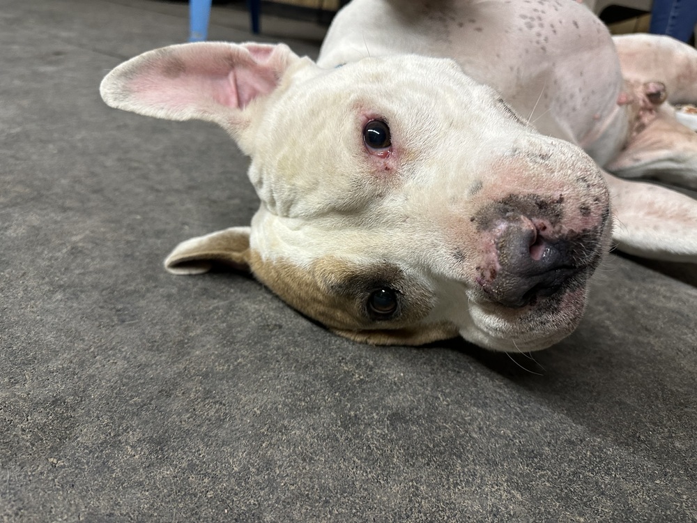 Jimmy, an adoptable Staffordshire Bull Terrier in Rapid City, SD, 57702 | Photo Image 5