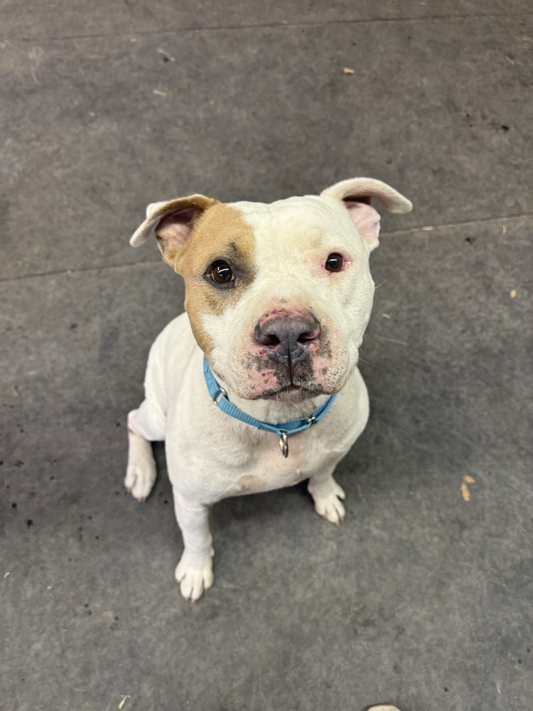 Jimmy, an adoptable Staffordshire Bull Terrier in Rapid City, SD, 57702 | Photo Image 6