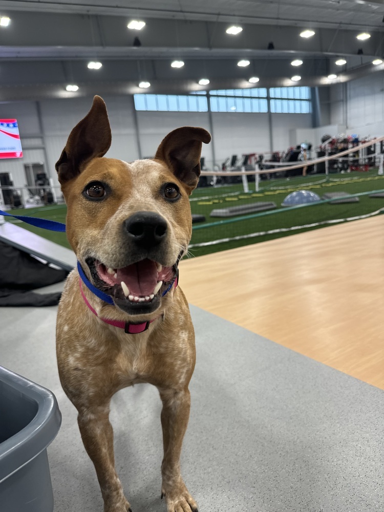 Scarlet, an adoptable Cattle Dog in Rapid City, SD, 57702 | Photo Image 1