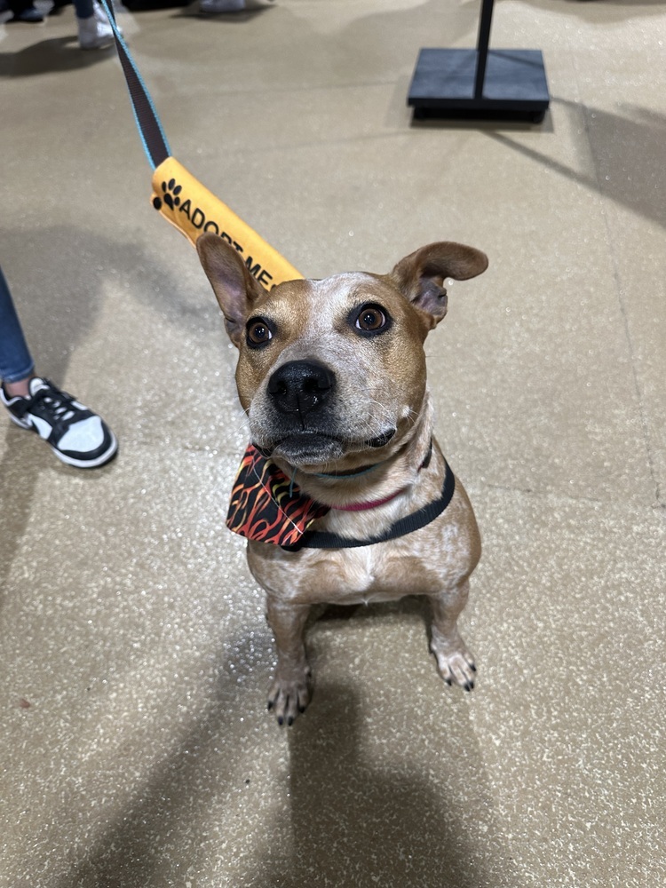 Scarlet, an adoptable Cattle Dog in Rapid City, SD, 57702 | Photo Image 3