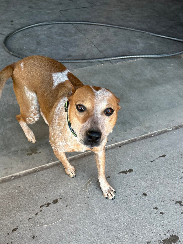 Scarlet, an adoptable Cattle Dog in Rapid City, SD, 57702 | Photo Image 4