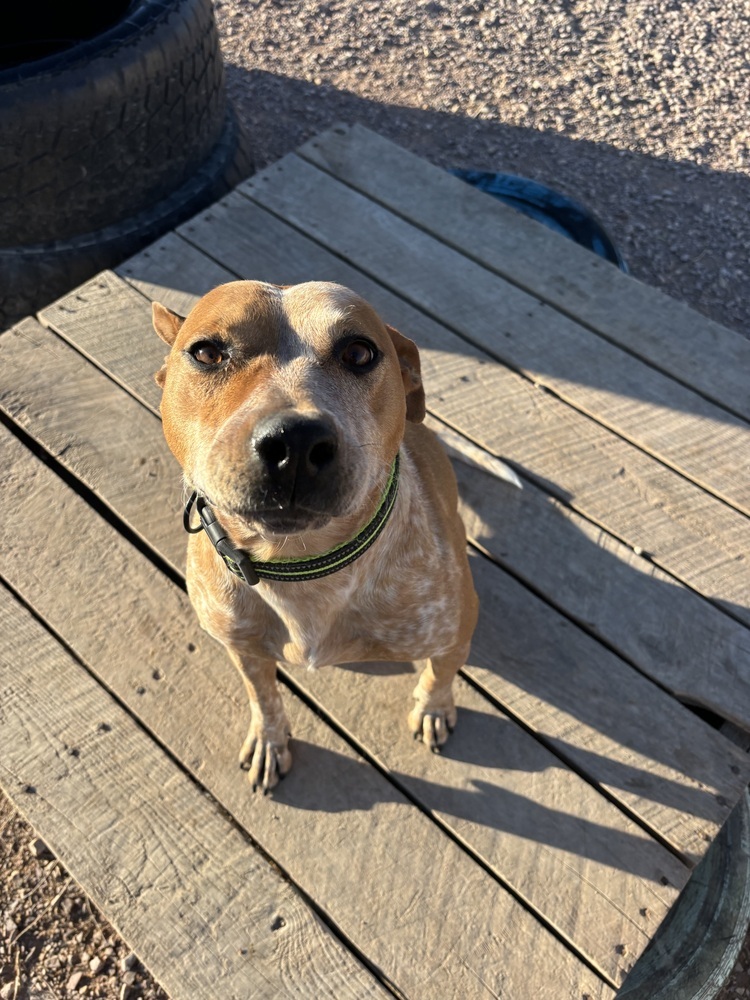 Scarlet, an adoptable Cattle Dog in Rapid City, SD, 57702 | Photo Image 5