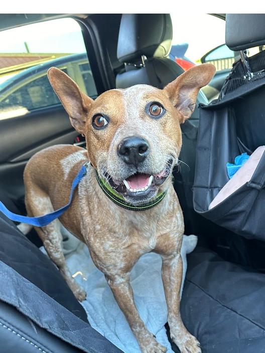 Scarlet, an adoptable Cattle Dog in Rapid City, SD, 57702 | Photo Image 6