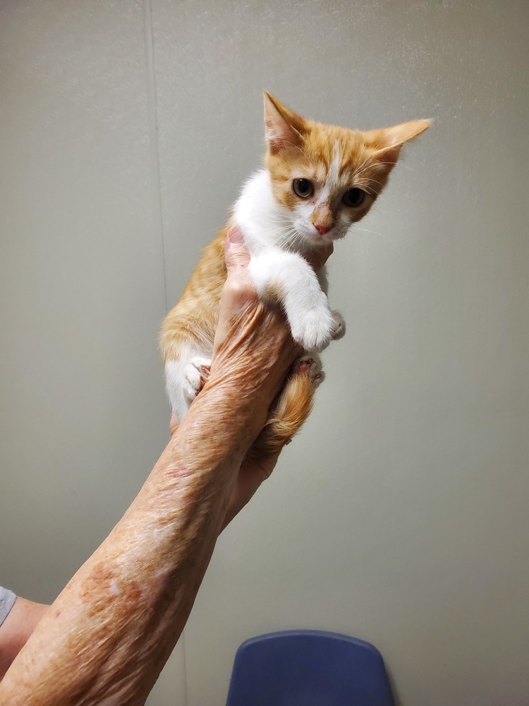 Ritz, an adoptable American Shorthair in Bartlesville, OK, 74006 | Photo Image 1