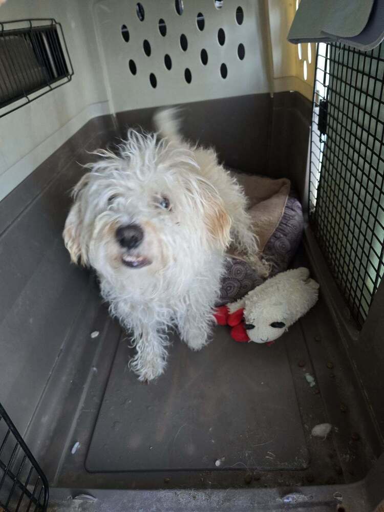 Daryl, an adoptable Poodle in Herriman, UT, 84096 | Photo Image 1