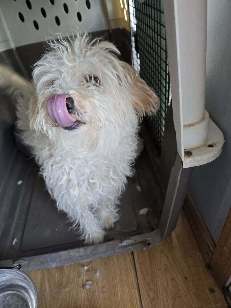 Daryl, an adoptable Poodle in Herriman, UT, 84096 | Photo Image 2